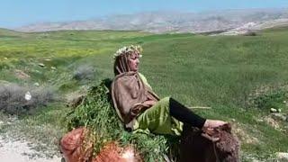 Beautiful riding The beautiful ride of a nomadic woman on the mountainVery heavy load   ‍