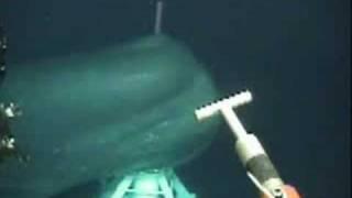Big whale came very close under a ROV operation