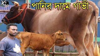 বিগ জার্সিসহ রানিং ২৮ কেজির পালানের গাভী।হিন্দু দাদার মাথানষ্ট কালেকশন।কৃষি বাজার গরুর হাট