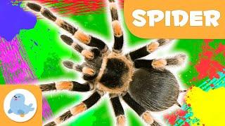 Spider ️ Animals for Kids  Epsiode 10