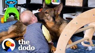 Police Dog Turns Into Giant Mush Around His Baby Sister  The Dodo
