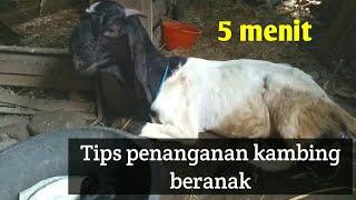 Penanganan kambing beranak Mudah..