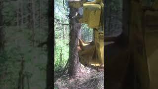Falling big fir with a 959m