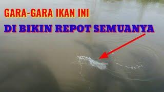Mancing ikan BlanakIkan Tomok di Muara Paluh sicanang Belawan Sumatera Utara.