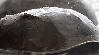 Bullfrog Films presents...Horseshoe Crab Moon