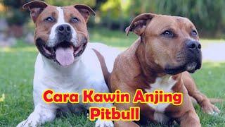 Proses kawin Anjing Pitbull dengan Anjing Kampung