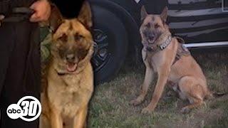 Police K9 Nitro dies after being found lethargic in outside kennel in Coalinga