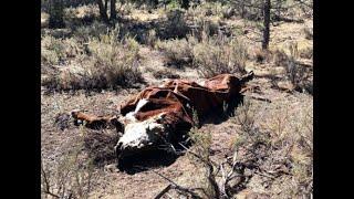 Cattle Mutilations & Update