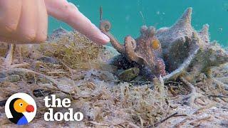 Wild Octopus Is Always Excited To See His Human Best Friend  The Dodo Wild Hearts