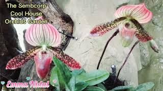 VIP Orchids and Cool House Garden in Botanic Gardens SingaporeEmmaNidal