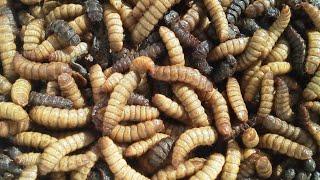 Maggots convert foodste at insect farm  Back Fly Farming  Noal Farms