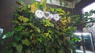 Our Living Wall Tear Down & Rebuild