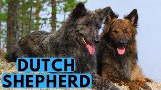 Dutch Shepherd Dog Breed Info - All You Need to Know