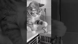 Adventurous Felines Cute Cats Discovering New Possibilities  #animallovers #funny #shorts