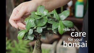 Bonsai Basics How to care for your bonsai