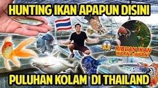 HUNTING IKAN APAPUN KE FARM FENGAN PULUHAN KOLAM DI THAILAND GEDE BANGET SEMUA IKAN WARNA-WARNI ADA