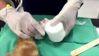 Foot injury of a cat treated with Medical Grade Honey