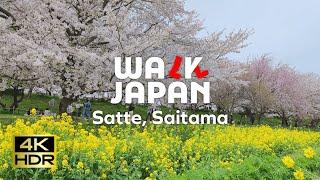 Satte Saitama Cherry Blossoms and Canola Harmony  Walk Japan