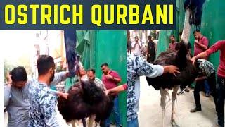 Shitar Murgh Ki Qurbani  Aggressive Ostrich Sacrifice 2023