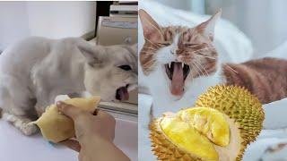 Funny Cats Reaction To Smelling Durian-Cute and Funny Cat Videos Compilation #08