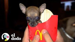 El cachorro más pequeño adora andar sobre sus ruedas  El Dodo