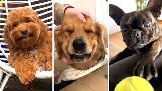 The Best DOG Videos of 2023  Hilarious Dogs Compilation 