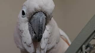 Sunday Morning Cockatoo Fun