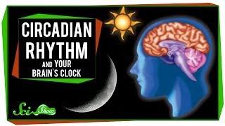 Circadian Rhythm and Your Brains Clock