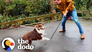 This Dog Is REALLY Obsessed With Sword Fighting With Her Humans  The Dodo