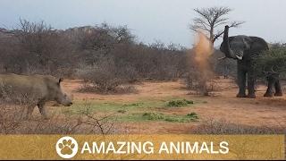 Elephant Fights Off Rhino Group