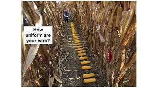Uniform emergence – why it matters to your corn yields