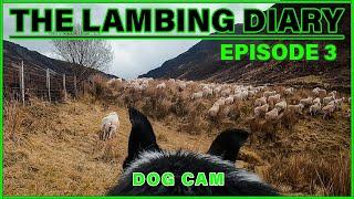 Mans Best Friend  The Lambing Diary - EP. 3  Scottish Highland Sheep Farming