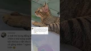 Để Chị gọi Ba chị #khethui #cat #voiceeffects #funny #animals