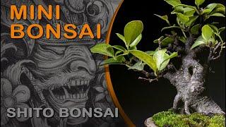 Mini Bonsai - Shito Bonsai SP