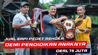 Proses Negosiasi Sapi Pedet Ashoka  Dijual Demi Biaya Pendidikan Anaknya Deal 75 Juta