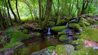 Forest Ambience Water Sounds Birds Singing ASMR