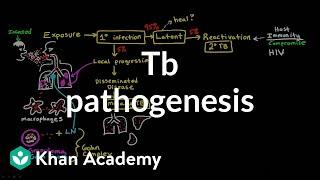 TB pathogenesis  Infectious diseases  NCLEX-RN  Khan Academy