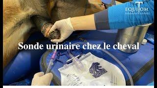 Vétérinaire placement dune sonde urinaire chez un cheval pourquoi?