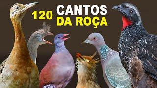 120 CANTOS da ROÇA - CANTOS DE AVES que TRAZEM LEMBRANÇAS inhambu perdigão seriema surucuá