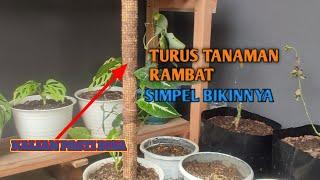 Cara Membuat Turus Tanaman Rambat   Syingonium Wendlandii