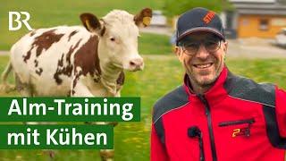 Start in den Alm-Sommer Alm-Training für die Kuh-Herde  Kühe  Unser Land  BR