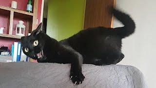 FUNNY CATS make you will remember and LAUGH all day Funny Cats Videos 2024