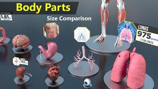 Human Body Organs Size Comparison  Human anatomy