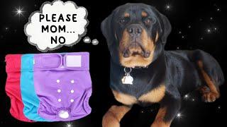 Female Rottweiler First Heat Cycle  Dog Diaper Review & Try On
