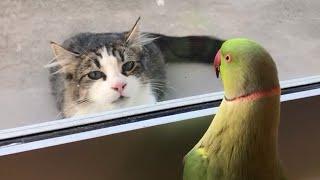 Funny Cat Is Completely Obsessed With His Little Bird