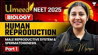 UMEED NEET 2025 Human Reproduction  Male Reproductive System & Spermatogenesis  Tulika Jha