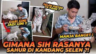 SAHUR DI KANDANG HARIMAU PUTIH  SELEN TERNYATA BARBAR BANGET DI JAM SEGINI 