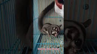 Sugar Glider makan ayam goreng