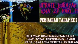 Update Burayak Plakat Yellow Koi Pemijahan Tahap Ke 2