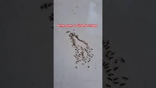 Watch how ants form a giraffe shape#2024 #everyone #shorts #shortvideo